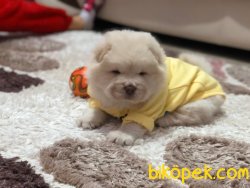 Chow Chow (Çin Aslanı) Yavruları 1