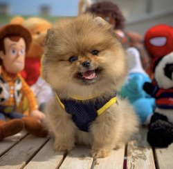 Orijinal TeddyBear Yüz Yapısına Sahip Oğlumuz 1