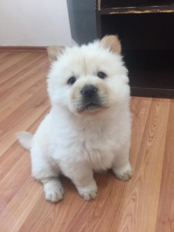 Satılık Safkan Chow Chow Yavrularımız 1