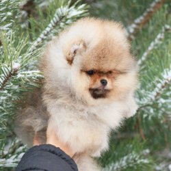 POMERANİAN AYI KAFA ORJİNAL BOO DOG 2