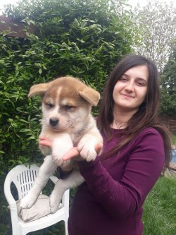 Akita İ̇nu Yavrularımız Hachiko 1
