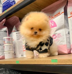 POMERANİAN BOO YAVRU 4