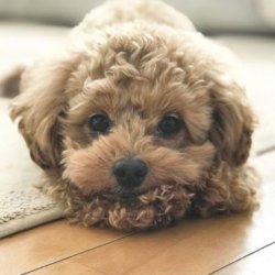 Minik Pati Poodle 1