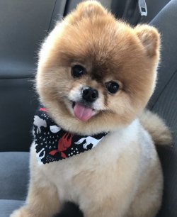 A Kalite Yetişkin Pomeranian 1