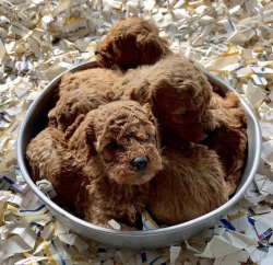 Toy Poodle Teacup Yavrularımız 4