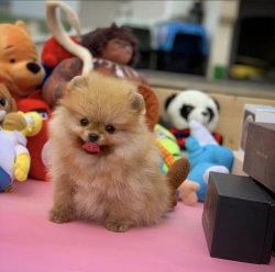 Eksiksiz Belgeli Orjinal PomeranianBoo 4