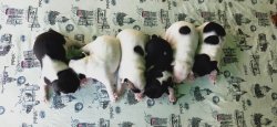 Sahibinden French Buldog A Kalite 1