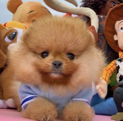 Sevimli Pomeranianboo Yavruları 1