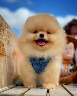 Aynı Gün Kapıda Ödemeli Gönderim Ile Pomeranian Boo Yavrularımız 4