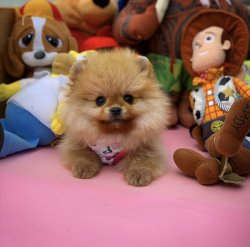 Eksiksiz Belgeli Orjinal PomeranianBoo 1