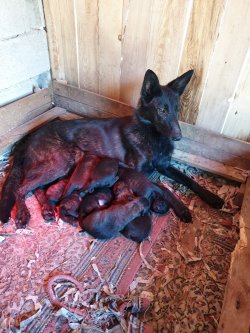 Satılık Belçika Kurdu Yavruları (Malinois ) 2