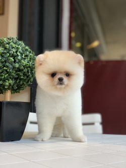 Secereli Saglik Garantili Orjinal Pomeranian Yavrularimiz 1