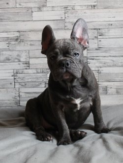 BLUE VE FAWN FRENCH BULLDOG BEBEKLERİMİZ 2