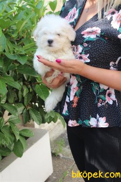 Süper Kalite Kartopu Gibi Maltese Terrier Bebekler Geldi 5