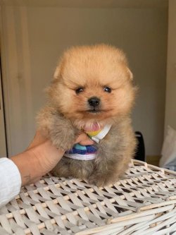Orji̇nal Pomerani̇an Boo Yavrularımız 3