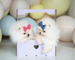 Kar Beyaz Boo Pomeranian Yavrular 2