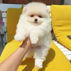 Orji̇nal Pomerani̇an Boo Yavrularımız 2