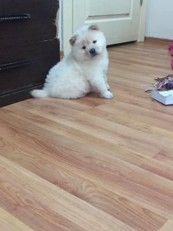 Satılık Chow Chow Yavrular Afyonkarahi̇sardan 1