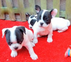 Safkan French Bulldog Yavru İlanı İzmir 1