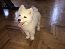 SAHİBİNDEN EĞİTİMLİ SAFKAN SAMOYED YAVRUSU 3
