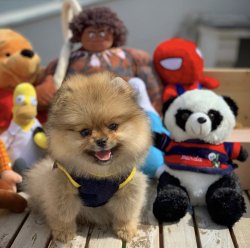 Orijinal TeddyBear Yüz Yapısına Sahip Oğlumuz 3