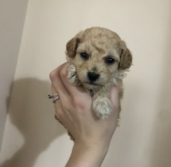 Anne Altından Toy Poodle Yavrular 1