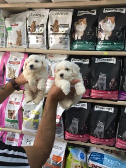 MALTESE TERRİER YAVRULARI ANKARA PET SHOP TA 2