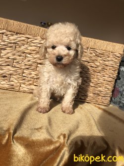Anne Altından Tea Cup Boyutlarında TOY POODLE 3