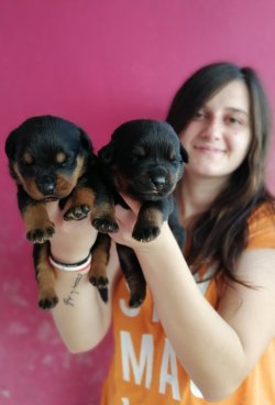 Üst Kalite Rottweiler Yavrularımız 1