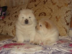 Satılık Chow Chow Yavruları 5