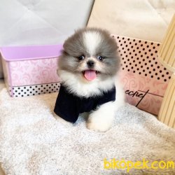 Pomeranian Boo Nadir Renk Blue Beyaz Teacup Safkan Yavrular 3