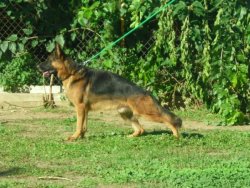 BURSA PAŞA KÖPEK DÜNYASINDAN SECERELİ ALMAN ÇOBAN KÖPEĞİ YAVRULAR 4