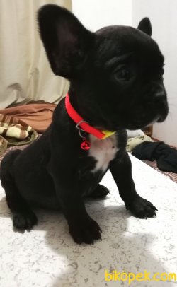 Erkek Tiger French Bulldog Yavrumuz 2