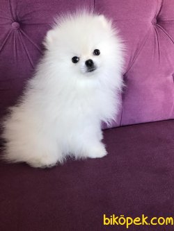 Orjinal Irk Garantili Pomeranian Boo Yavrularımız 3