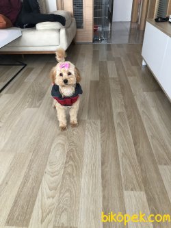 Gerekli Aşıları Yapılmış Akıllı Harika Bir Dost 2