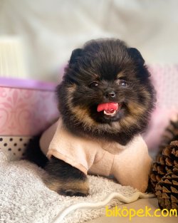 Pomeranian Boo Nadir Renk Black Tan Yavrularımız 2