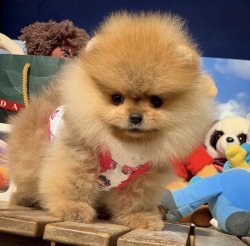 Yeni Gelen TeddyBear PomeranianBoo Yavrularımızdan 4