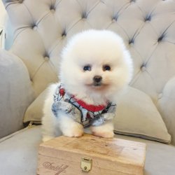 Pomeranian Boo Gülen Surat Yavrularımız 2