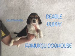 Beagle Da Kali̇te 1