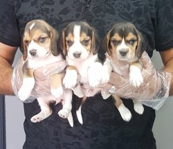 Eli̇zabet Beagle Yavrular 3