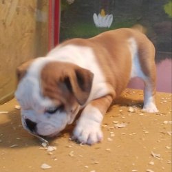 İNGİLİZ BULDOG YAVRUSU 2