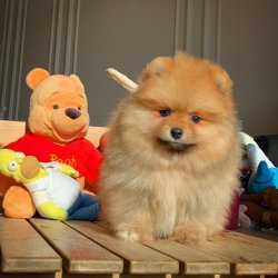 Orijinal TeddyBear Yüz Yapısına Sahip PomeranianBoo Oğlumuz 2