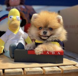 TeddyBear Yüz Yapısına Sahip PomeranianBoo Kızımız 2
