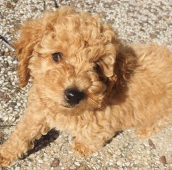 Tüy Dökmeyen Nadir Bulunan Dişi Toy Poodle Yavrumuz 3
