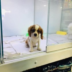 CAVALER KING CHARLES YAVRUMUZ  ANKARA PET SHOP TA 2