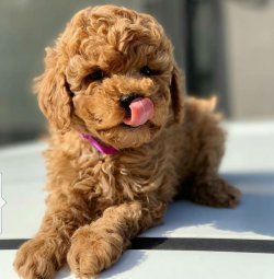 Red Toy Poodle Yavrular 1