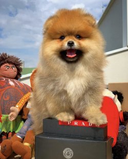 -Orjinal  Teddybear Yüz Yapısına Sahip PomeranianBoo 1