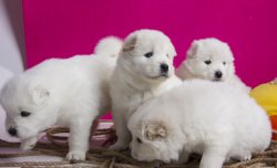 -SON YAVRU-SAHİBİNDEN SAFKAN SAMOYED YAVRULARI 3