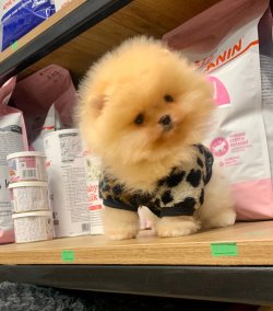 Orjinal Irk Boo Pomeranian Yavrular 3