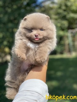 0Boo Tip Pomeranian Ayı Surat Orjinal 3